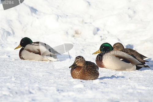 Image of Duck