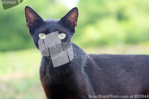 Image of Wild animals. The closeup of wild cat.