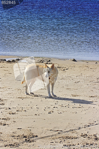 Image of The dog on the beach