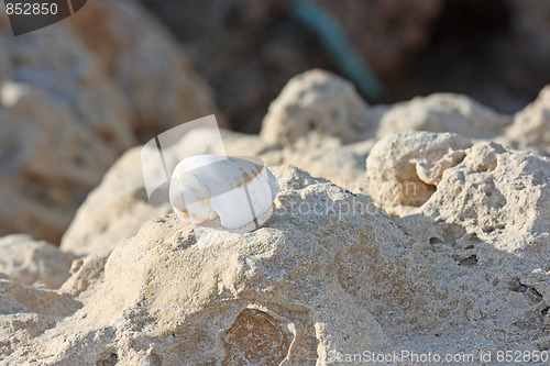 Image of The seashell on the stones