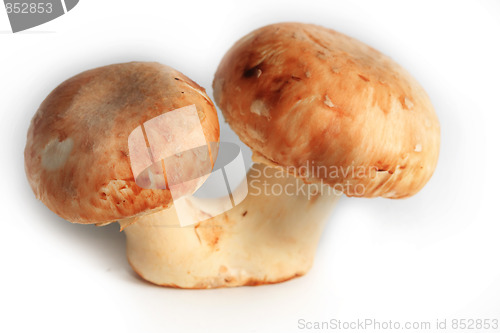 Image of Fresh mushrooms isolated on white