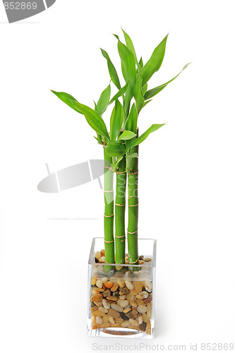 Image of The bamboo plant