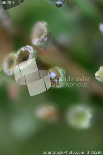 Image of Lichens with rain drop [#2005-3]