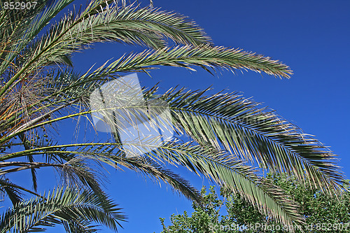 Image of The palm