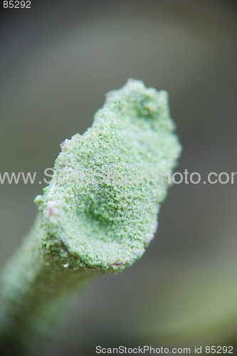 Image of Lichen close-up [#2005-5]