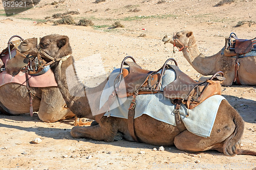 Image of Camels in the desert