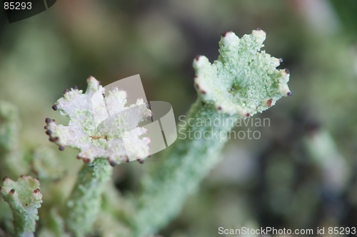 Image of Two Lichens [#2005-6]