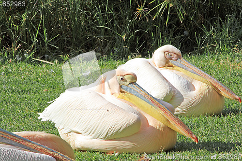 Image of White pelicans