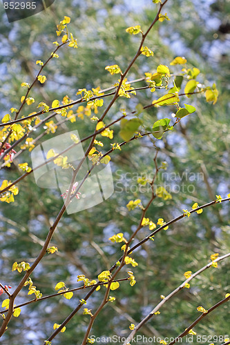 Image of Spring flowers