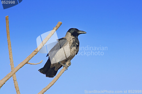 Image of The bird on the branch