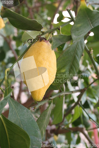 Image of Lemon