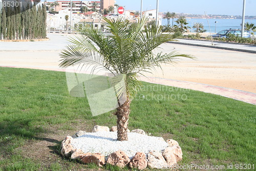 Image of Little palm