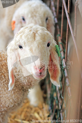 Image of The farm. White sheep 