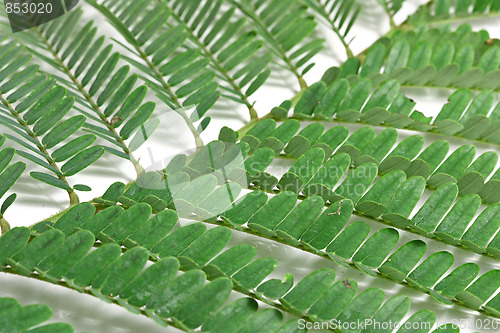 Image of Branch of green leaves isolated on white background