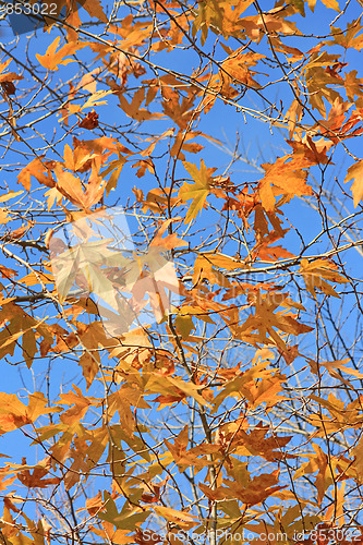 Image of Yellow leafs