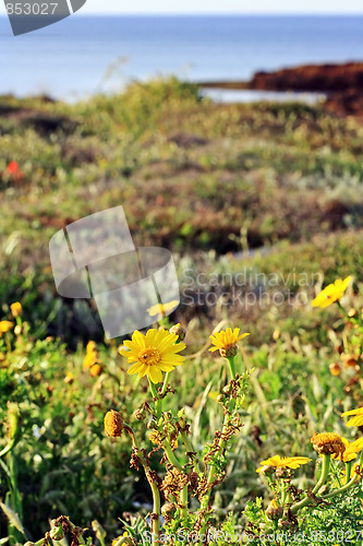 Image of The flowers 