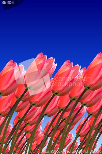 Image of tulips-digital art