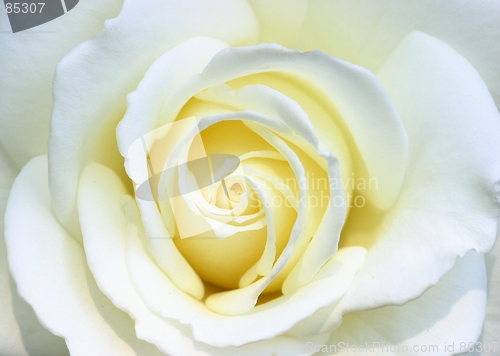 Image of White rose close-up