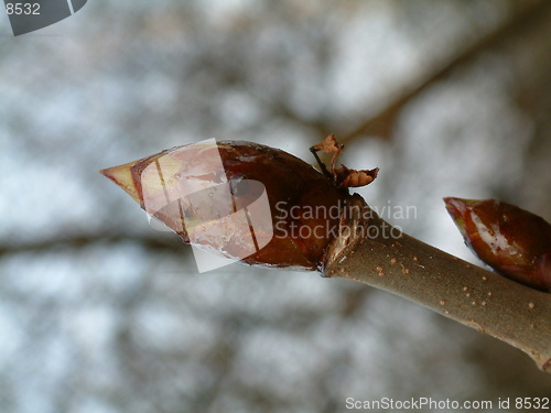 Image of Aesculus hippocastanum