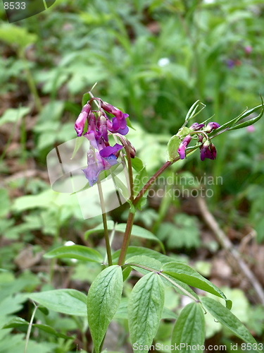 Image of Lathyrus vernus