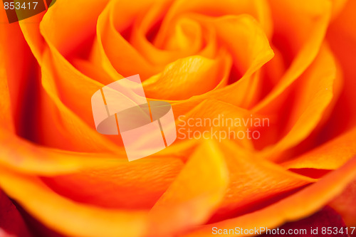 Image of orange rose