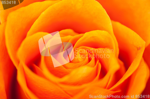 Image of orange rose