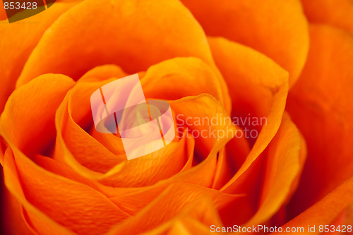 Image of orange rose