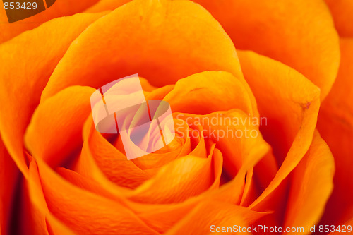 Image of orange rose