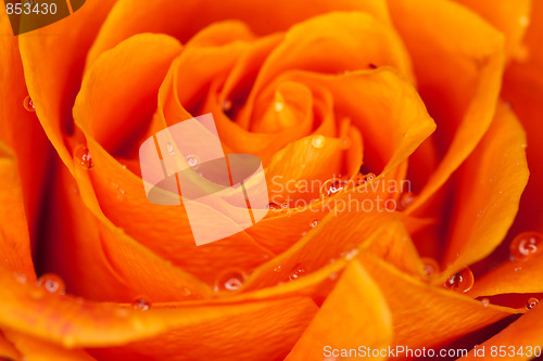 Image of orange rose