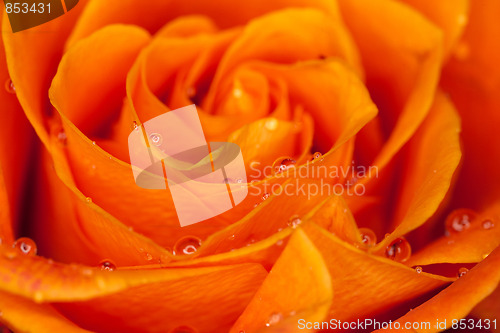 Image of orange rose