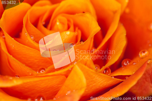 Image of orange rose