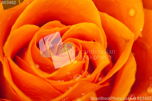 Image of orange rose