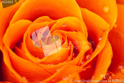 Image of orange rose