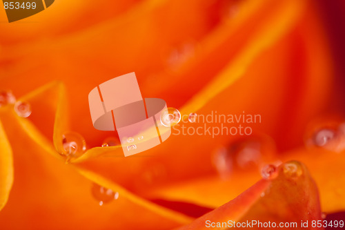 Image of orange rose