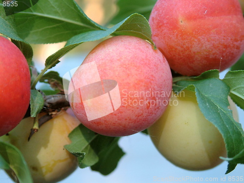 Image of Plums