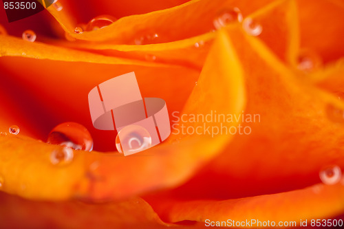 Image of orange rose