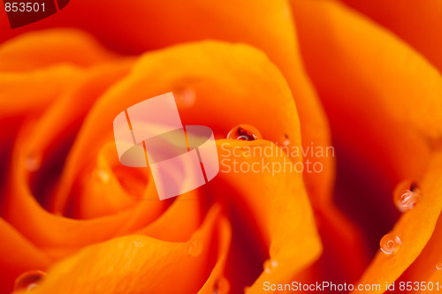 Image of orange rose