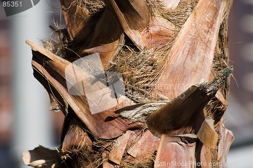 Image of Close up on a Palm Tree