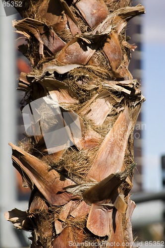 Image of Close up on a Palm Tree