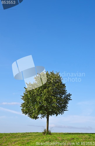 Image of Tree