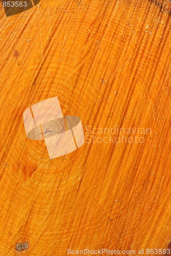 Image of Aspen Growth Rings