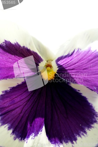 Image of Pansy In Backlight