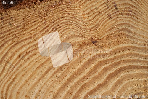 Image of Wood Annual Growth Rings