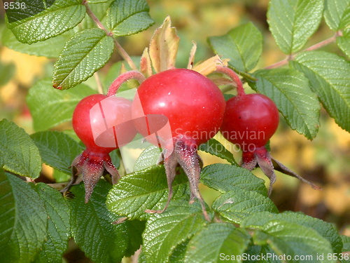 Image of Rosehips