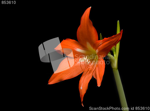 Image of Orange lily