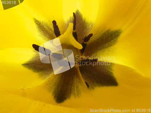 Image of tulip