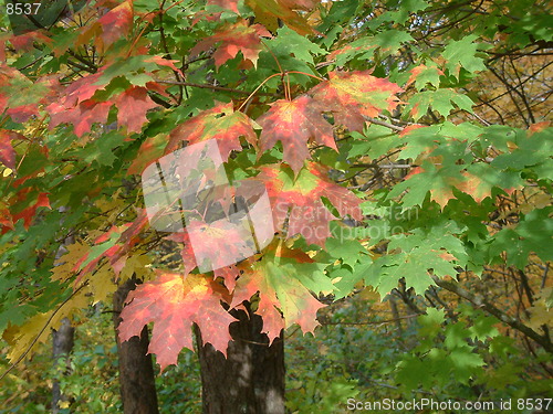 Image of Maple tree leaves in autumn colours