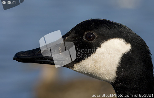 Image of Canadian goose