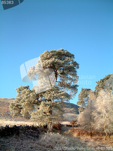 Image of Frosted Scots Pine