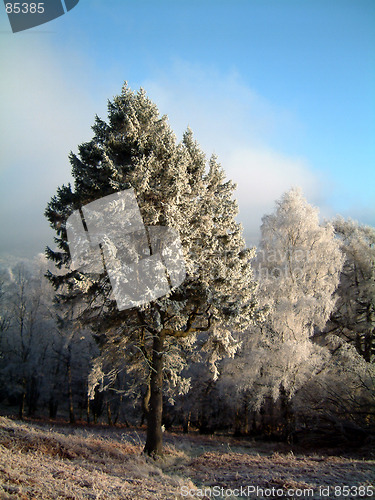 Image of Frosted pine trees